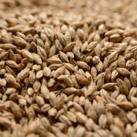howdybrewer12026520