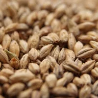 howdybrewer12028514